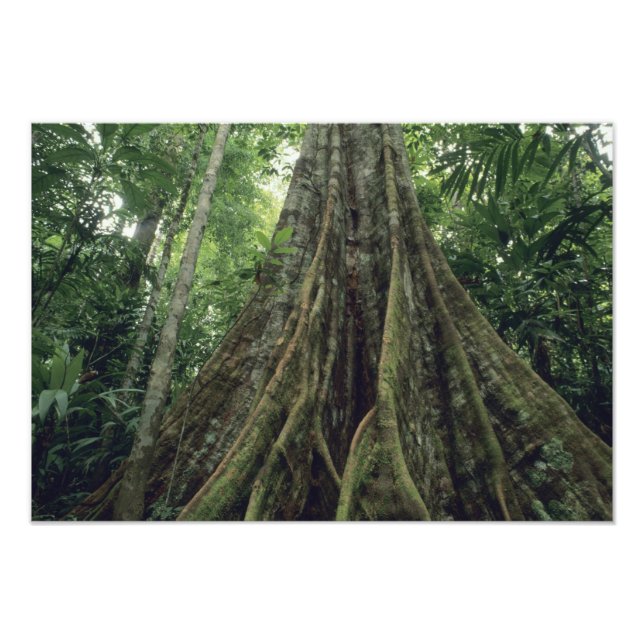 Foto Árvore com contrafortes na floresta tropical, Corc (Frente)