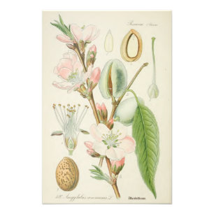 Foto Árvore de amêndoa, Amygdalus communis,