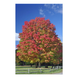 Foto Árvore de bordo-vermelho em cores de outono, perto