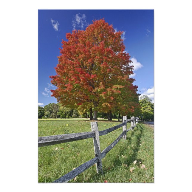 Foto Árvore de bordo vermelho em cores de outono, perto (Frente)