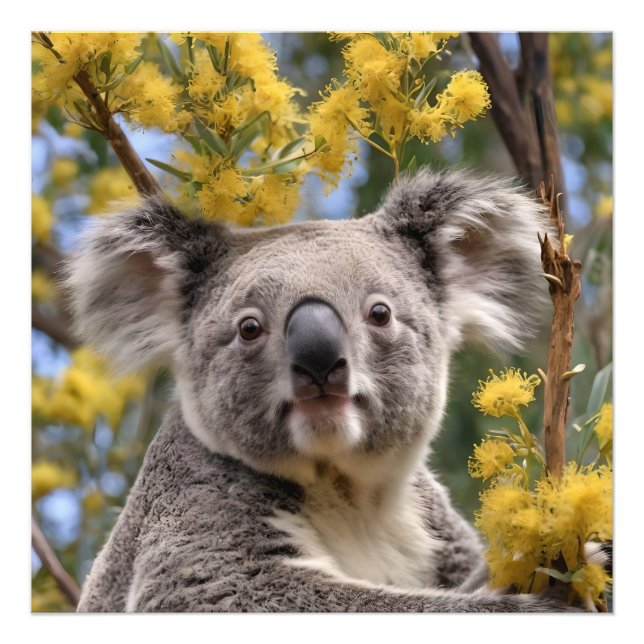 Foto Árvore De Bovinos Flor Amarelo Com Uma Koala, (Frente)
