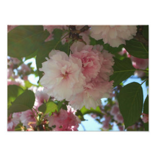 Foto Árvore de cereja I Primavera Floral com duas flor