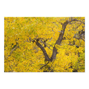 Foto Árvore de Cottonwood em cores de outono intensas n