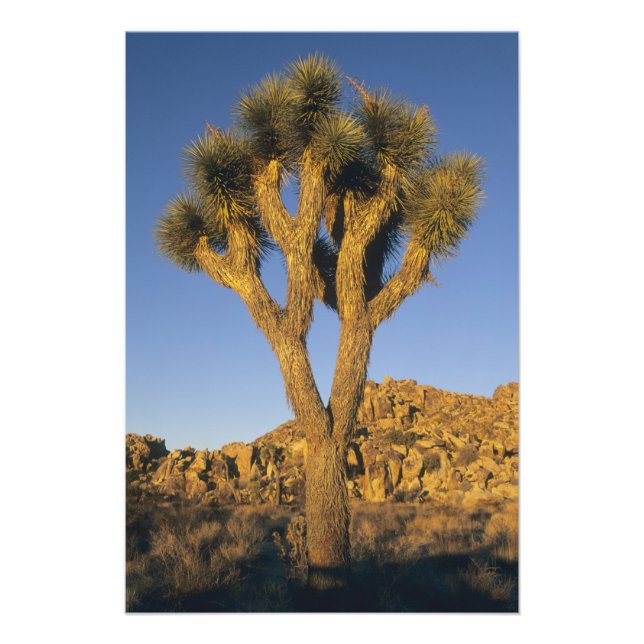 Foto Árvore de Josué, Yucca brevifolia), e granito (Frente)
