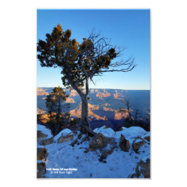 Foto Árvore De Juniper Na Neve Ao Sol Em Grand Canyon