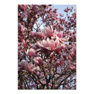Foto Árvore de Magnólia Rosa 13"x19"