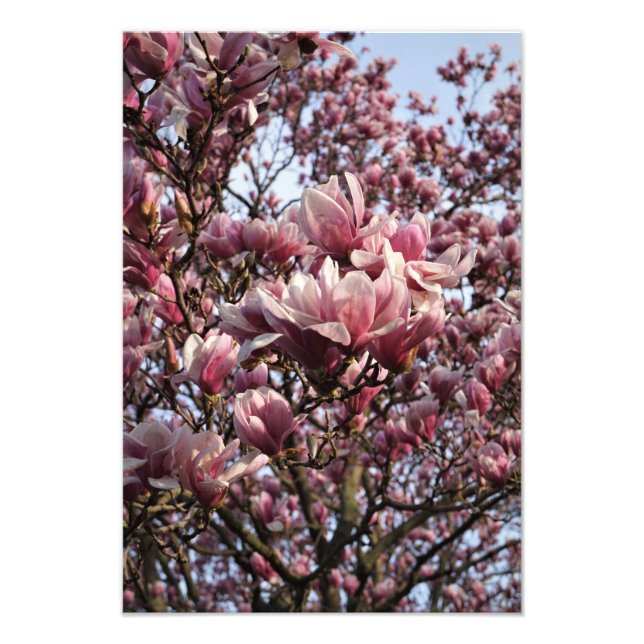 Foto Árvore de Magnólia Rosa 13"x19" (Frente)