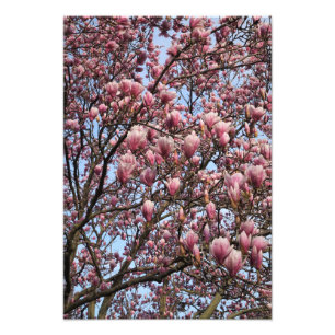 Foto Árvore de Magnólia Rosa 13"x19"