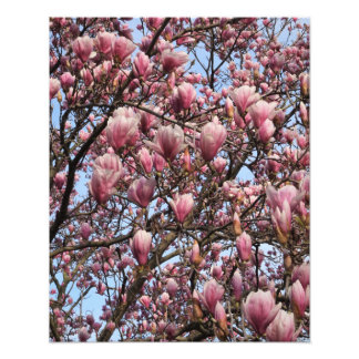 Foto Árvore de Magnólia Rosa 16"x20"