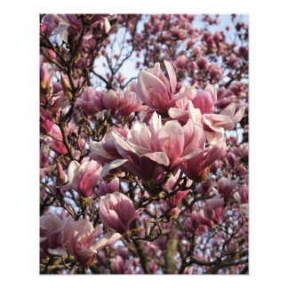 Foto Árvore de Magnólia Rosa 16"x20"