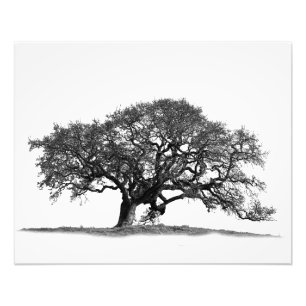 FOTO ÁRVORE DE OAK