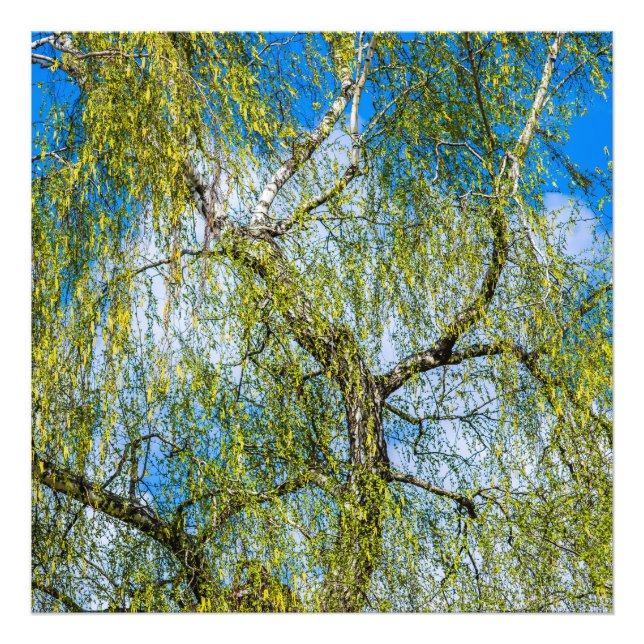Foto Árvore de pássaros - Primavera está no ar (Frente)