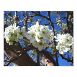 Foto Árvore de pera de Primavera de Flor em Clusters B