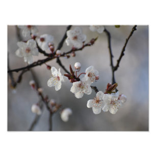 Foto Árvore florescente de cereja 