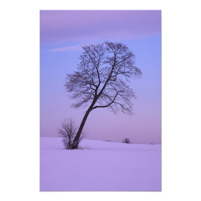 Foto Árvore Inclinada em Campo Nevado; Condado de Chipp (Frente)