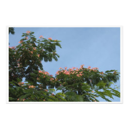 Foto Árvore Mimosa 36"x24"
