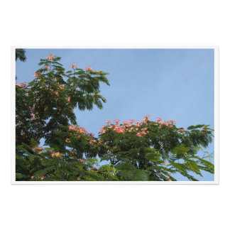 Foto Árvore Mimosa 36"x24"