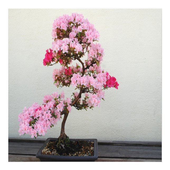 Foto Árvore Rosa Bonsai (Frente)
