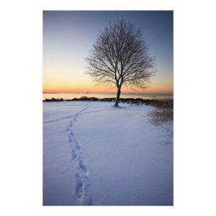 Foto Árvore solitária em neve fresca no New Castle Co