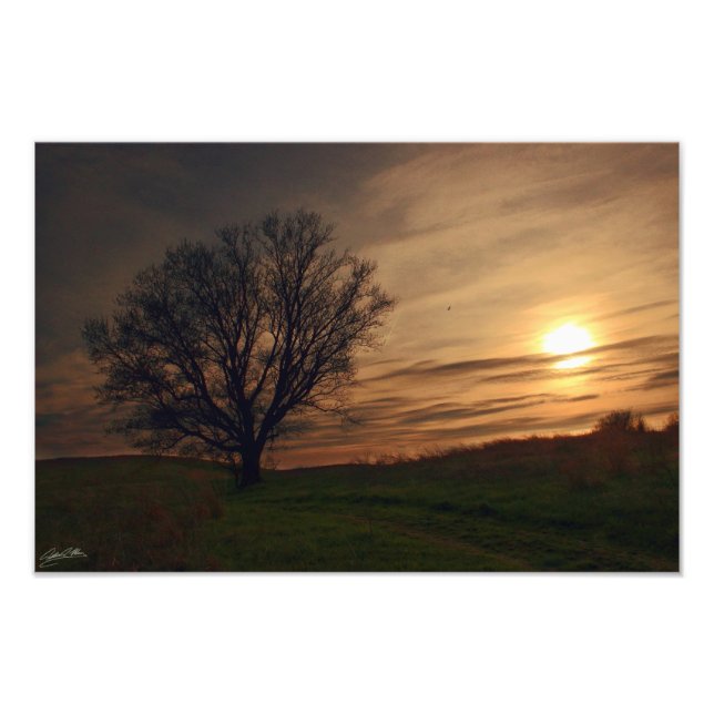 Foto Árvore Sunset (Frente)