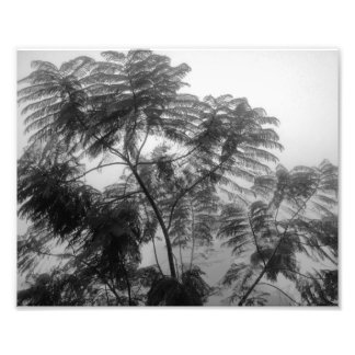 Foto Árvore Tropical Preta e Branca no nevoeiro