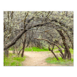 Foto Árvores 8602-Cruzadas com Caminho de Caminhada