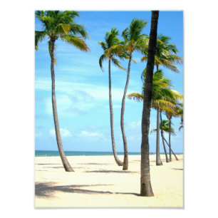 Foto Árvores Altas de Palma na Praia