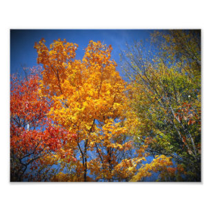 Foto Árvores coloridas do outono