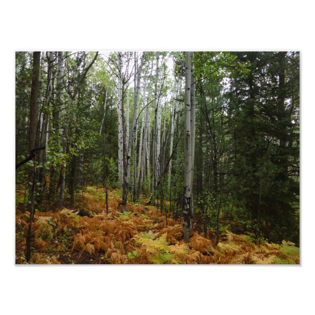 Foto Árvores de Bétula Branca e Samambaias de Outono na (Frente)