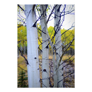 Foto Árvores de Birch do Colorado
