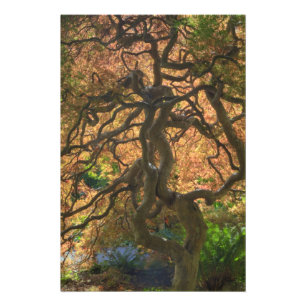 Foto Árvores de bordo de cor de outono, Victoria, Britâ