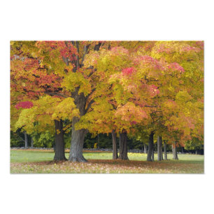 Foto Árvores de bordo em cores de outono, perto de Conc