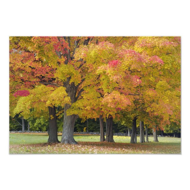 Foto Árvores de bordo em cores de outono, perto de Conc (Frente)