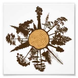 Foto Árvores de Pinheiros com Crescimento de Seção Cruz