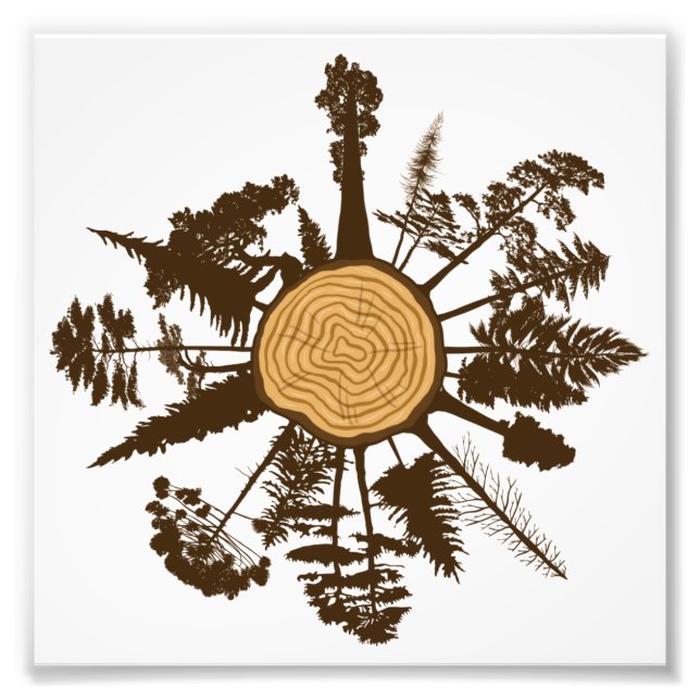 Foto Árvores de Pinheiros com Crescimento de Seção Cruz (Frente)