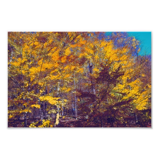 Foto Árvores de Queda Secas (Frente)