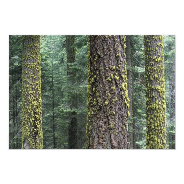 Foto Árvores de sequóia gigante na floresta, Sequoia e (Frente)