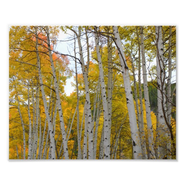Foto Árvores do Colorado Birch no outono (Frente)