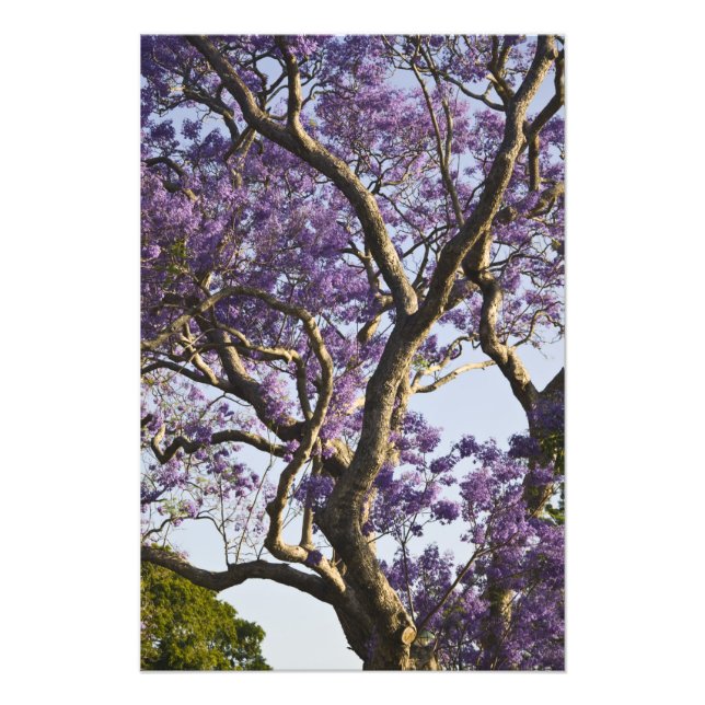 Foto Árvores Jacaranda em Floração no Parque New Farm, (Frente)