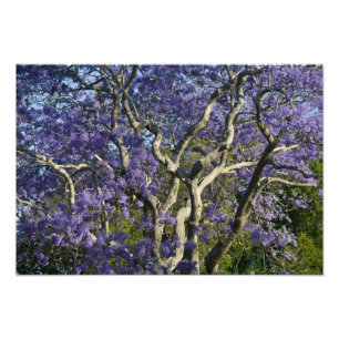 Foto Árvores Jacaranda em Floração no Parque New Farm,