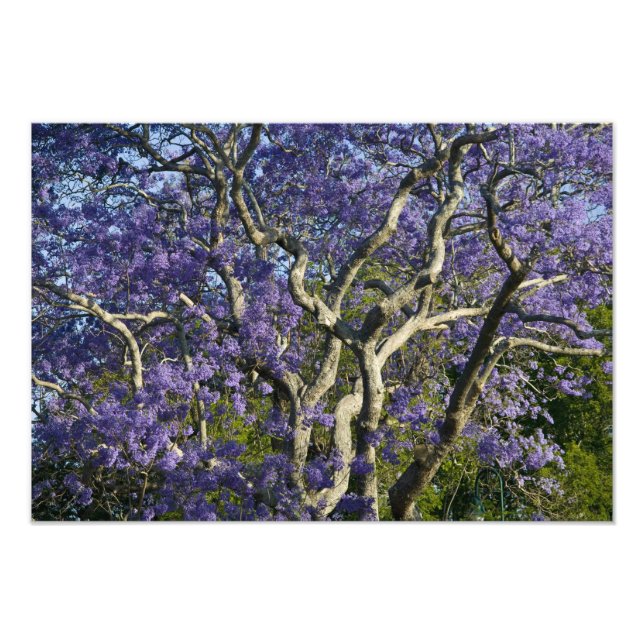 Foto Árvores Jacaranda em Floração no Parque New Farm, (Frente)