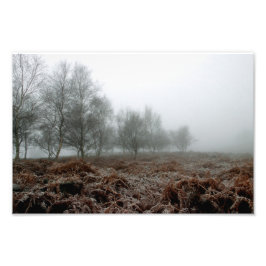 Foto Árvores na névoa