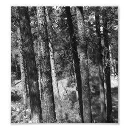 Foto árvores negras e brancas ao redor