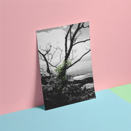 Foto Árvores Pretas E Brancas Com Vinhas Verde