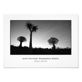 Foto Árvores Silenciosas ao Sol