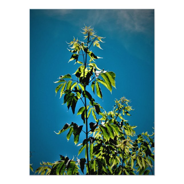 Foto "As Sortes Ficaram Brilhantes" (Frente)