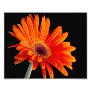 Foto ascendente próxima da flor