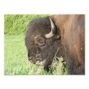 Foto Ascendente próximo do bisonte