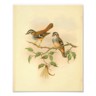 Foto Ashy Fronted Flycatcher Orange Bird Vintage Impres