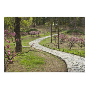 Foto Ásia, China, Pequim. Flores de primavera ao longo